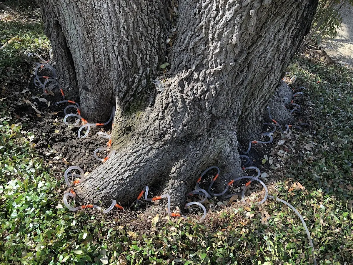 Detailed Tree Cabling and Bracing job site in Tyonek